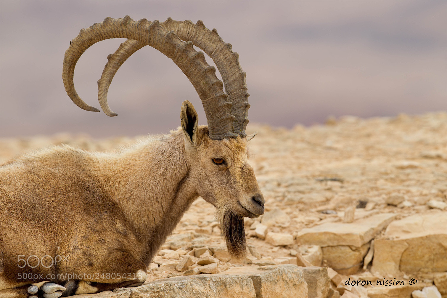 Canon EOS-1D Mark IV sample photo. Ibex photography