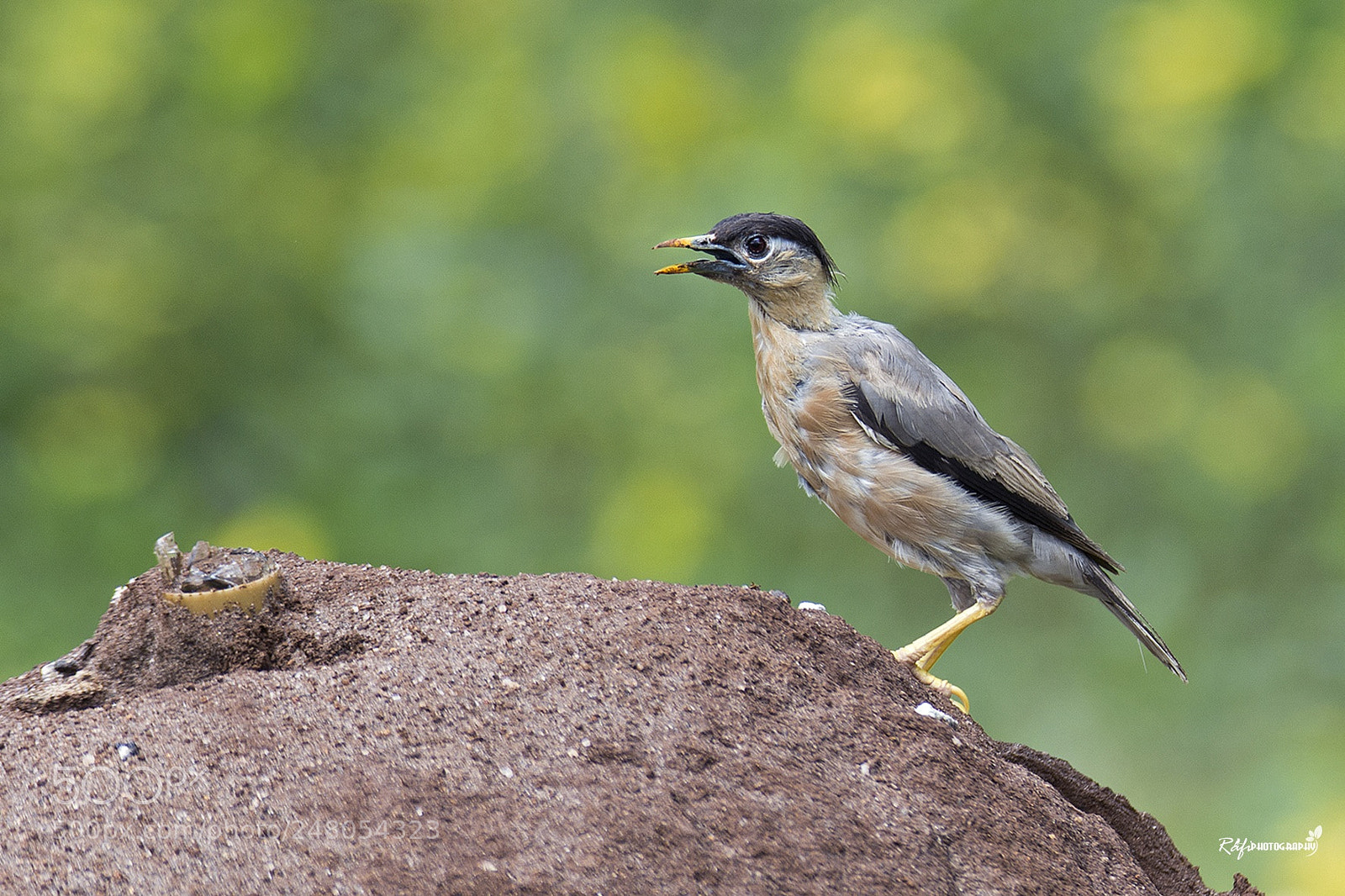 Nikon D7200 sample photo. Brahminy starling photography