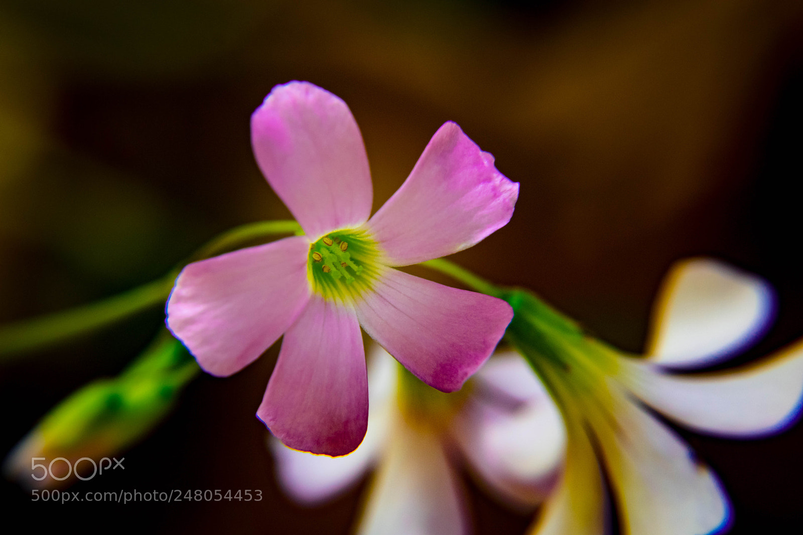 Nikon D5500 sample photo. Wild flower in macro photography