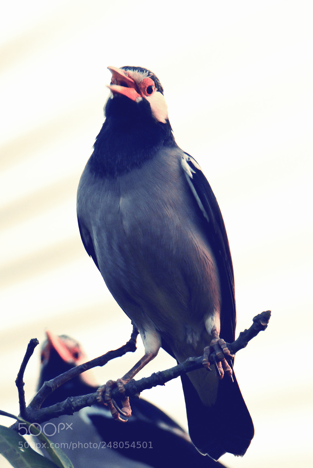 Nikon D5200 sample photo. Bird photography