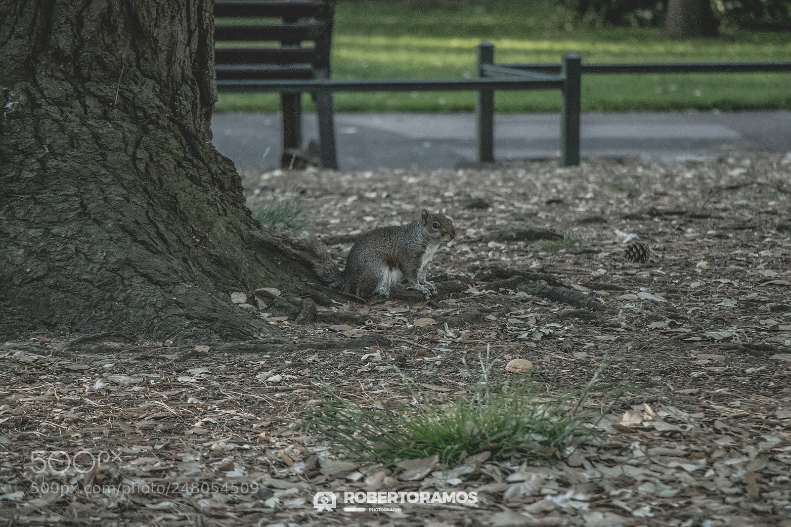 Canon EOS 80D sample photo. Squirrel posing photography