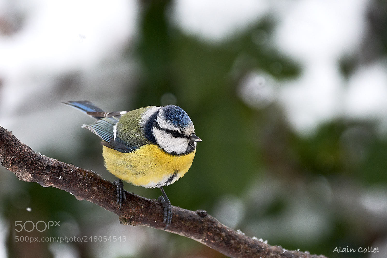 Nikon D7500 sample photo. Mésange bleue photography