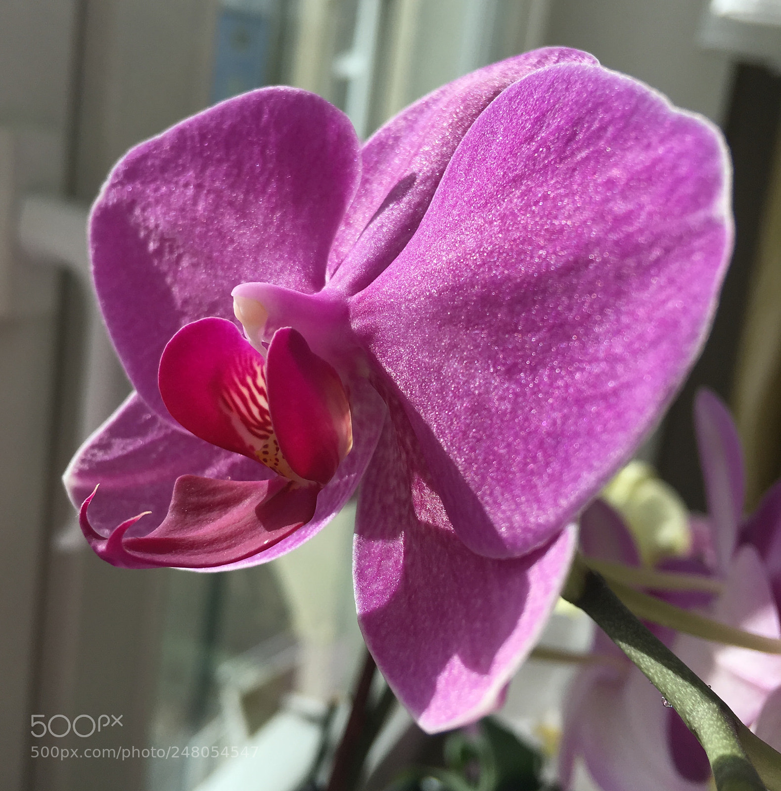 Apple iPhone SE sample photo. Purple orchid photography