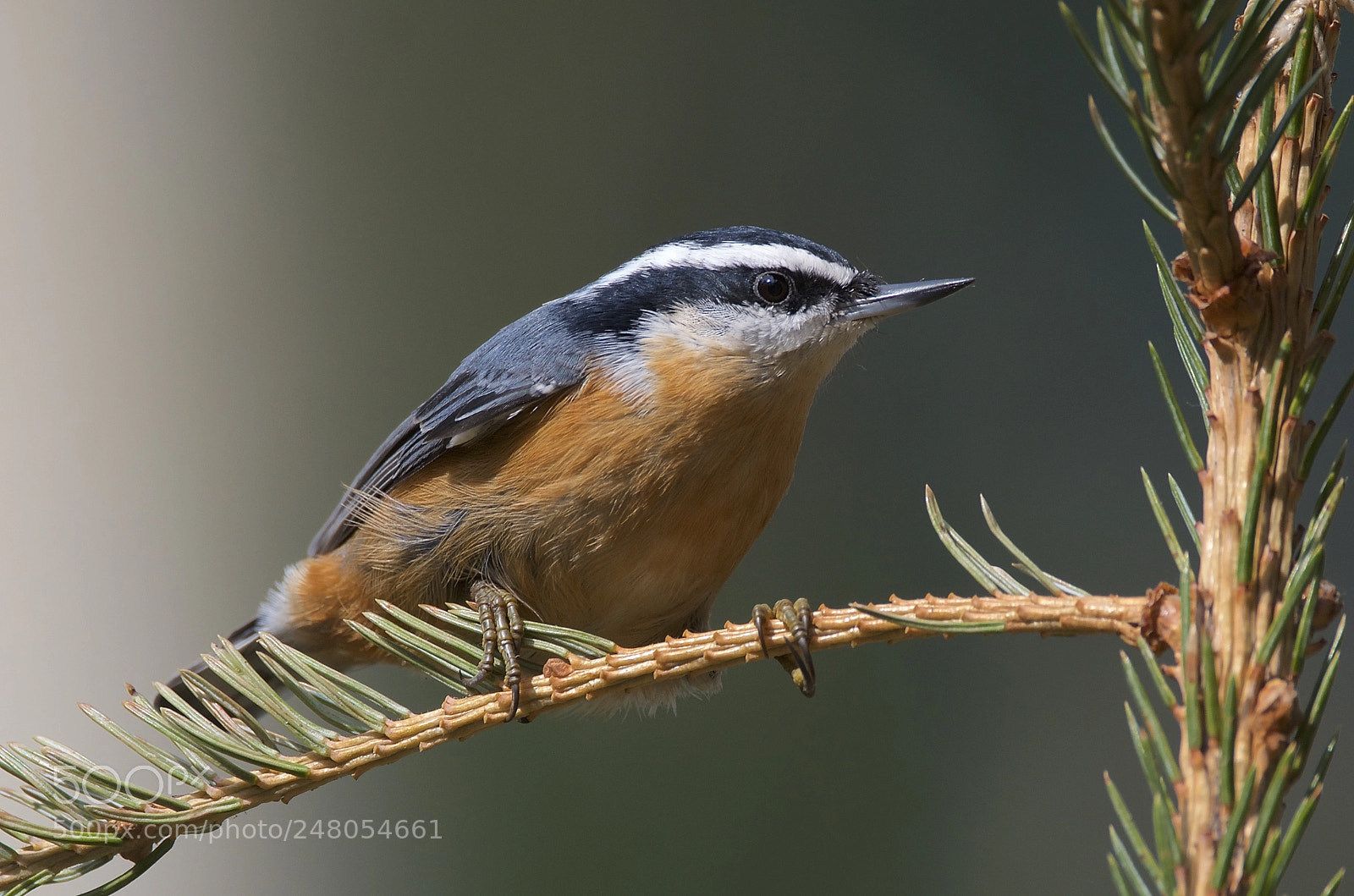 Nikon D7000 sample photo. Red-breasted nuthatch photography