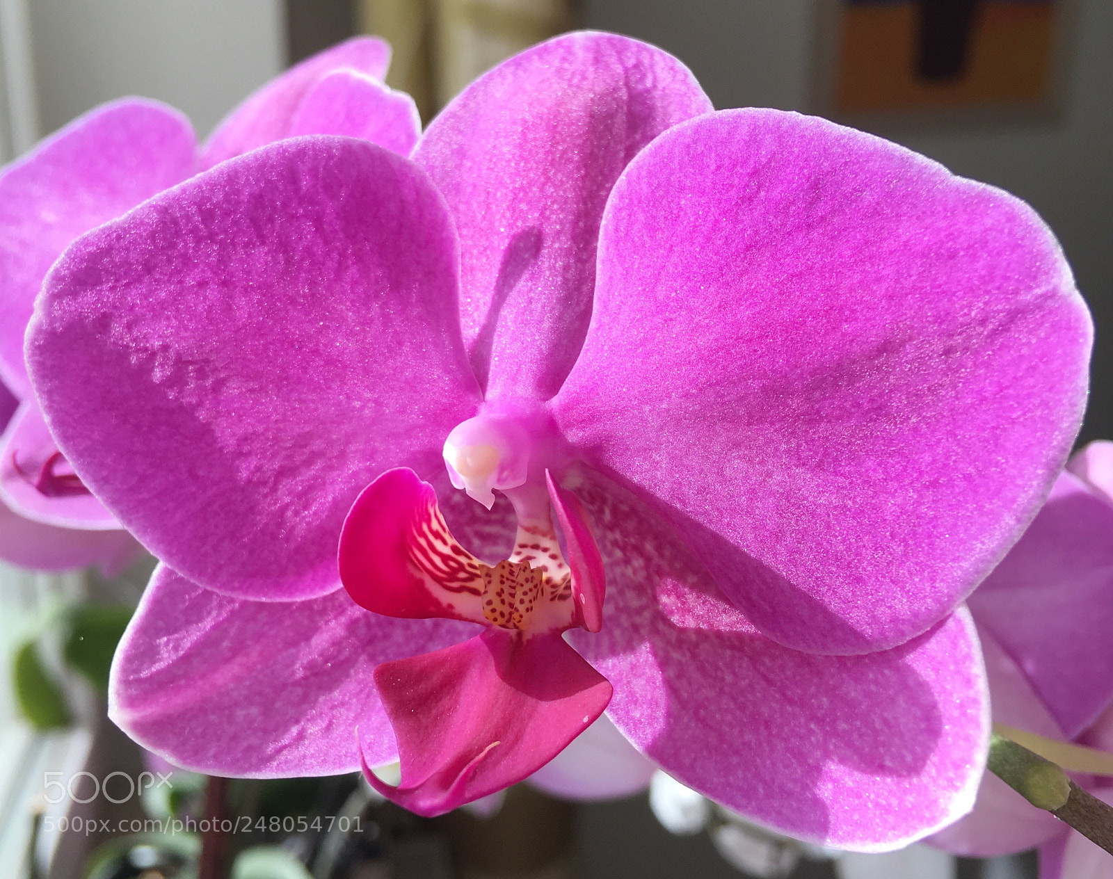 Apple iPhone SE sample photo. Orchid photography