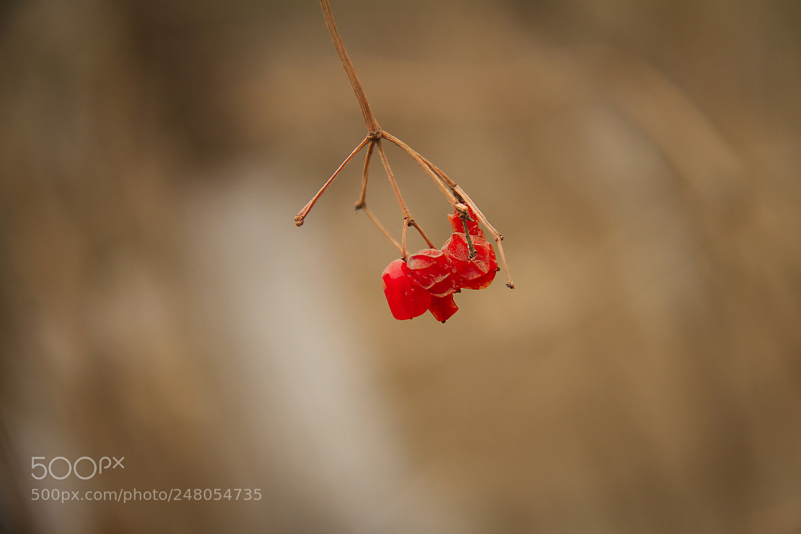 Canon EOS 7D sample photo. 红 photography