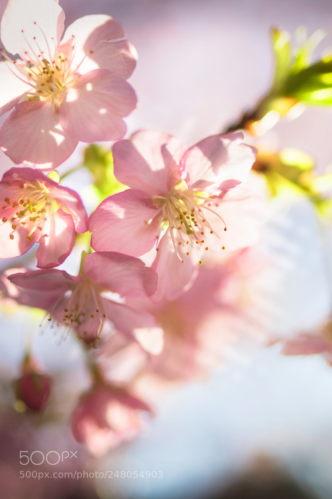 Canon EOS 80D sample photo. Spring_1604 photography
