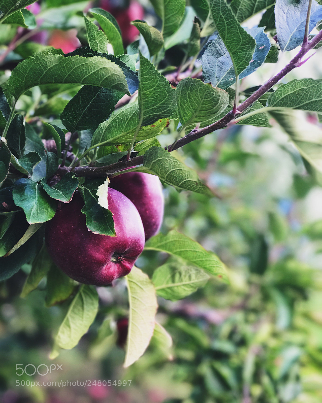 Apple iPhone 7 Plus sample photo. Processed with vsco with photography