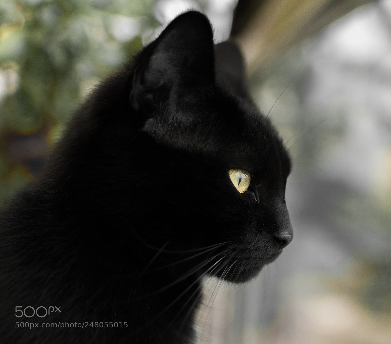 Nikon D5500 sample photo. Moka photography