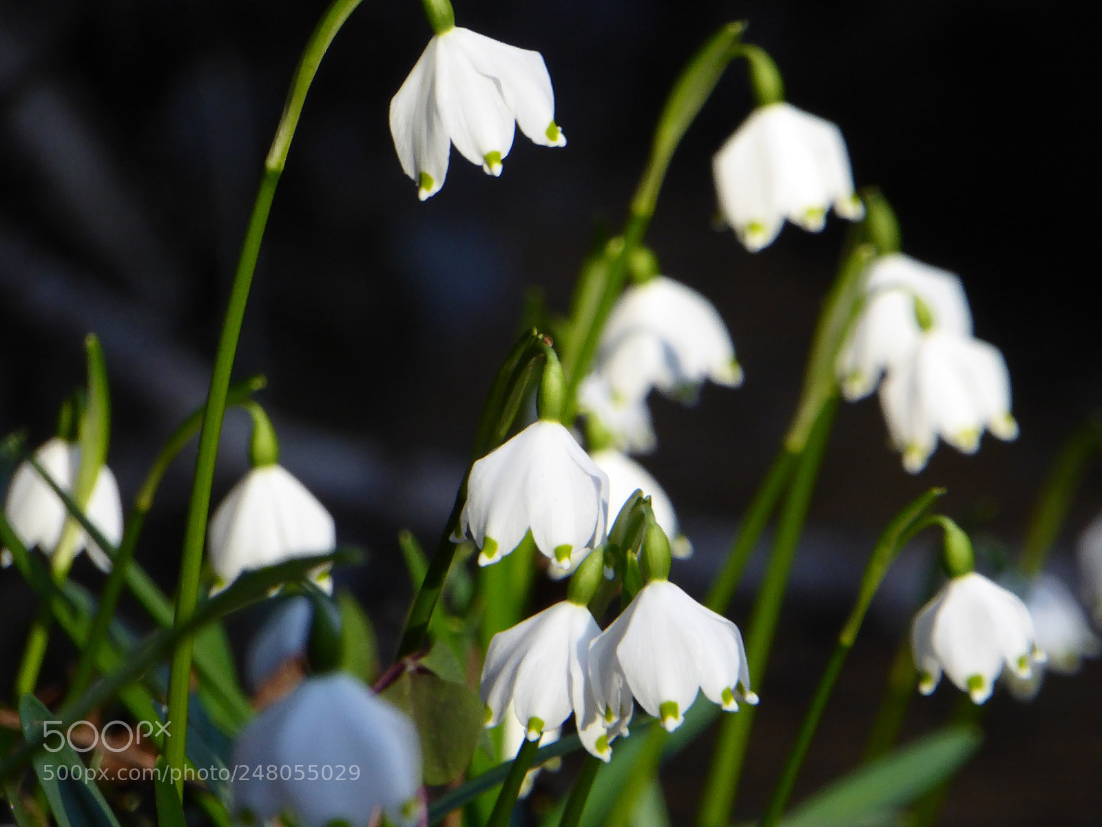 Panasonic Lumix DMC-ZS40 (Lumix DMC-TZ60) sample photo. First snowdrops 2018 photography