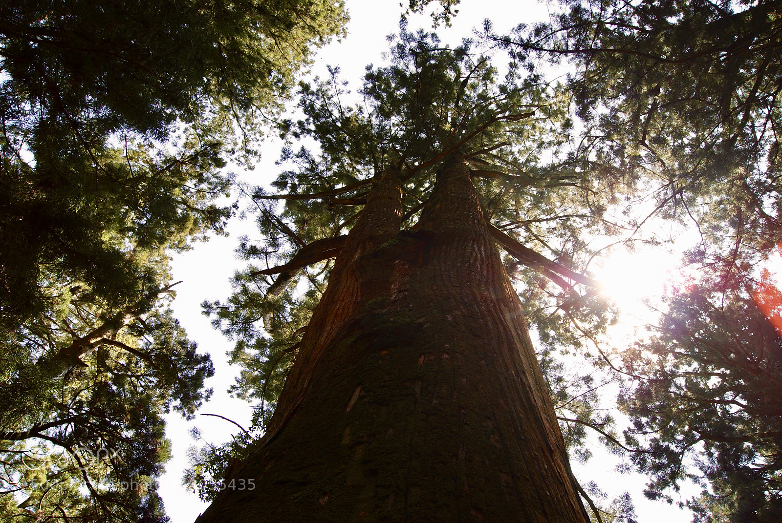 Sony Alpha DSLR-A330 sample photo. 玉置神社の大杉 photography