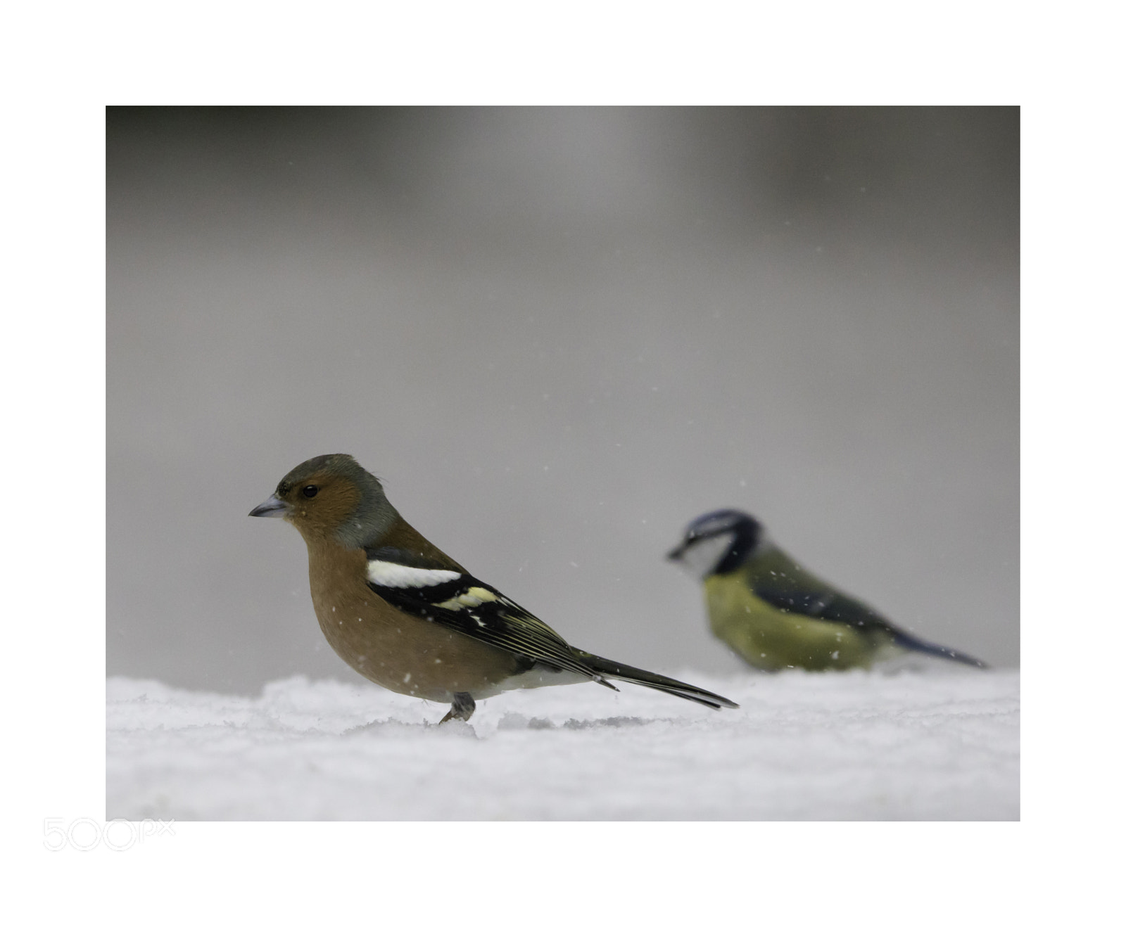 Canon EOS 750D (EOS Rebel T6i / EOS Kiss X8i) sample photo. Chaffinch and blue tit photography