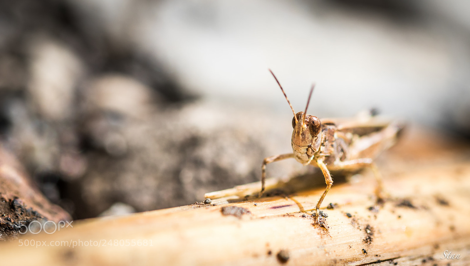 Canon EOS 80D sample photo. Criquets photography