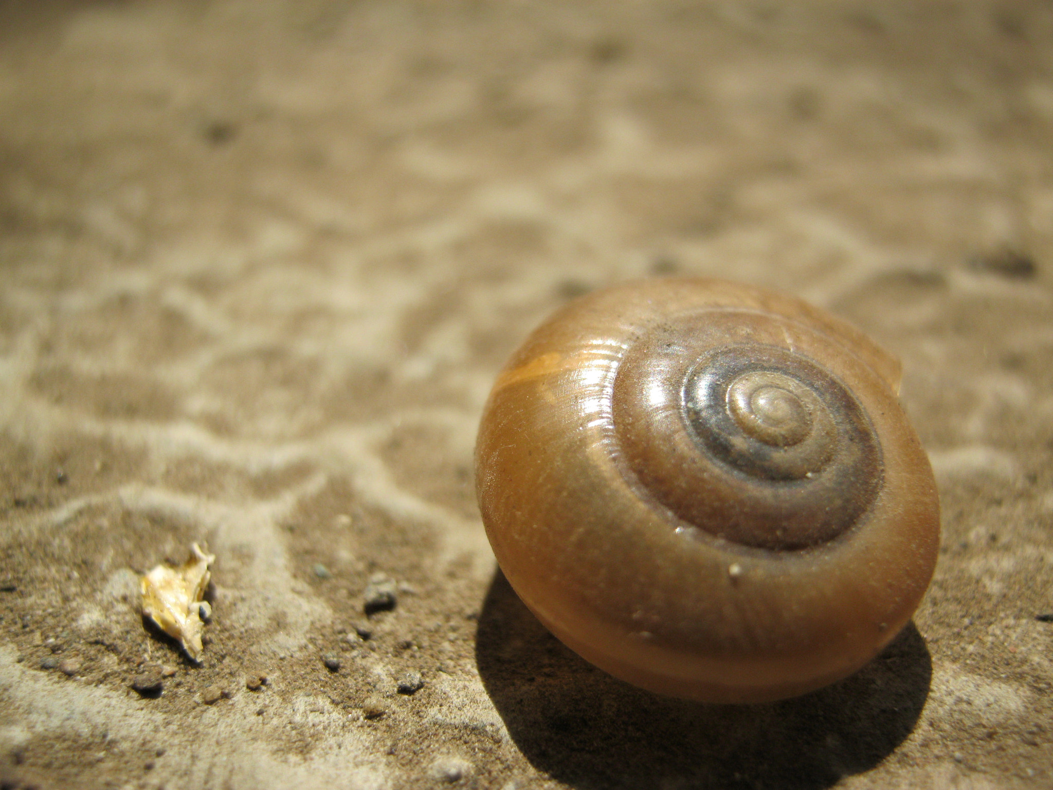 Canon PowerShot A800 sample photo. Snail photography