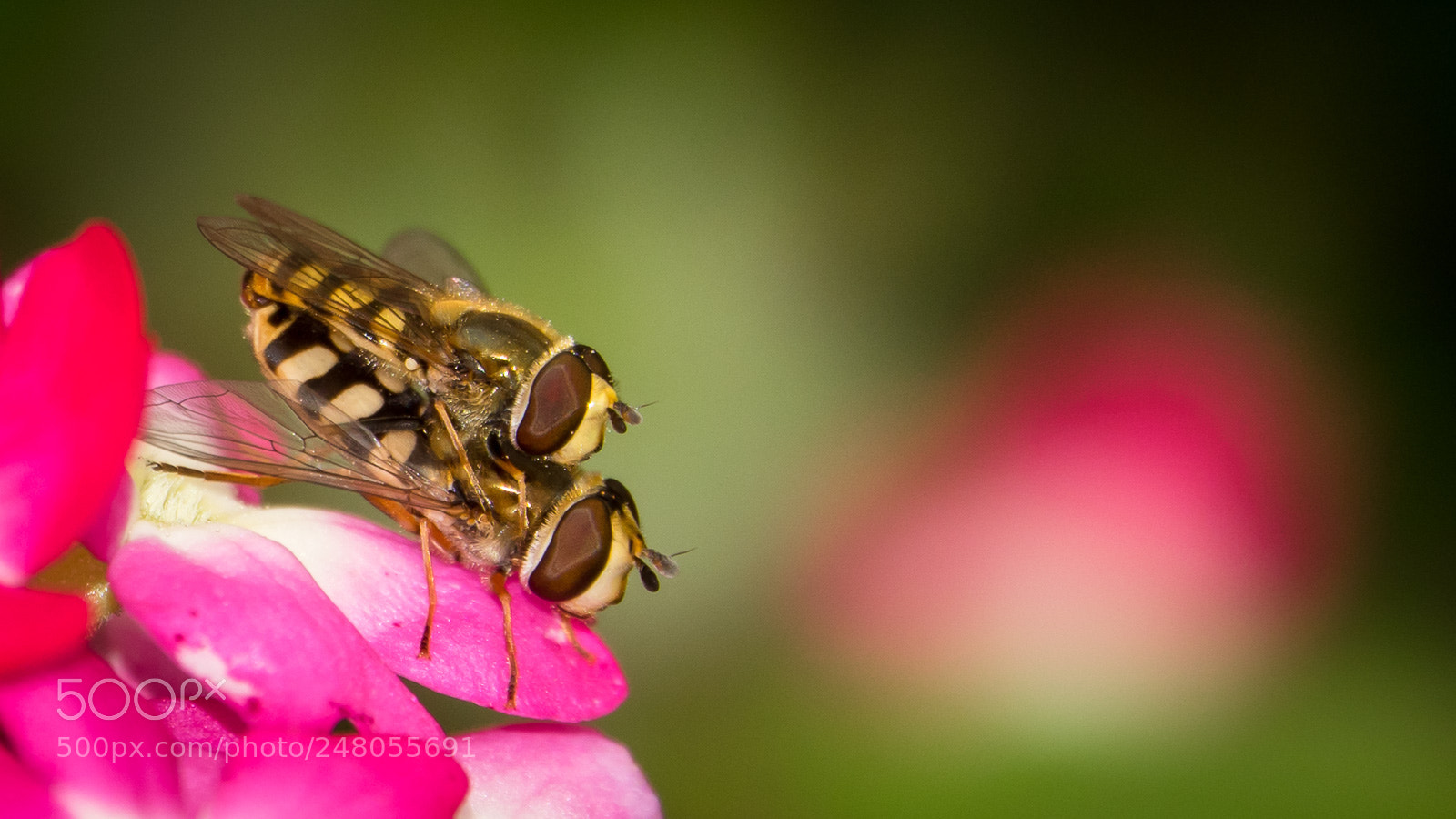 Sony Cyber-shot DSC-RX10 III sample photo. Love photography