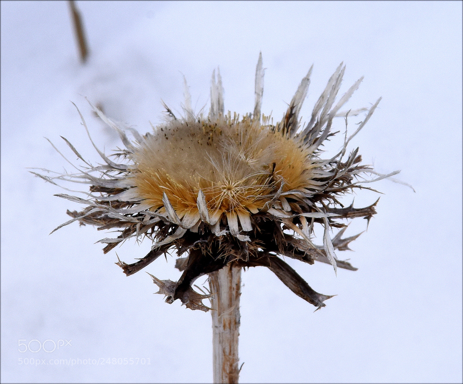 Nikon D810 sample photo. "just fore visitors" photography