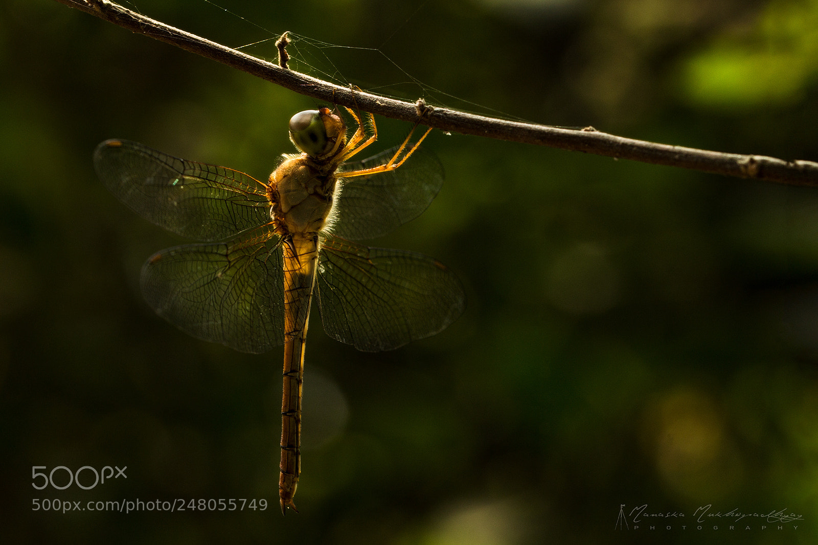 Canon EOS 1100D (EOS Rebel T3 / EOS Kiss X50) sample photo. Wings of gold photography