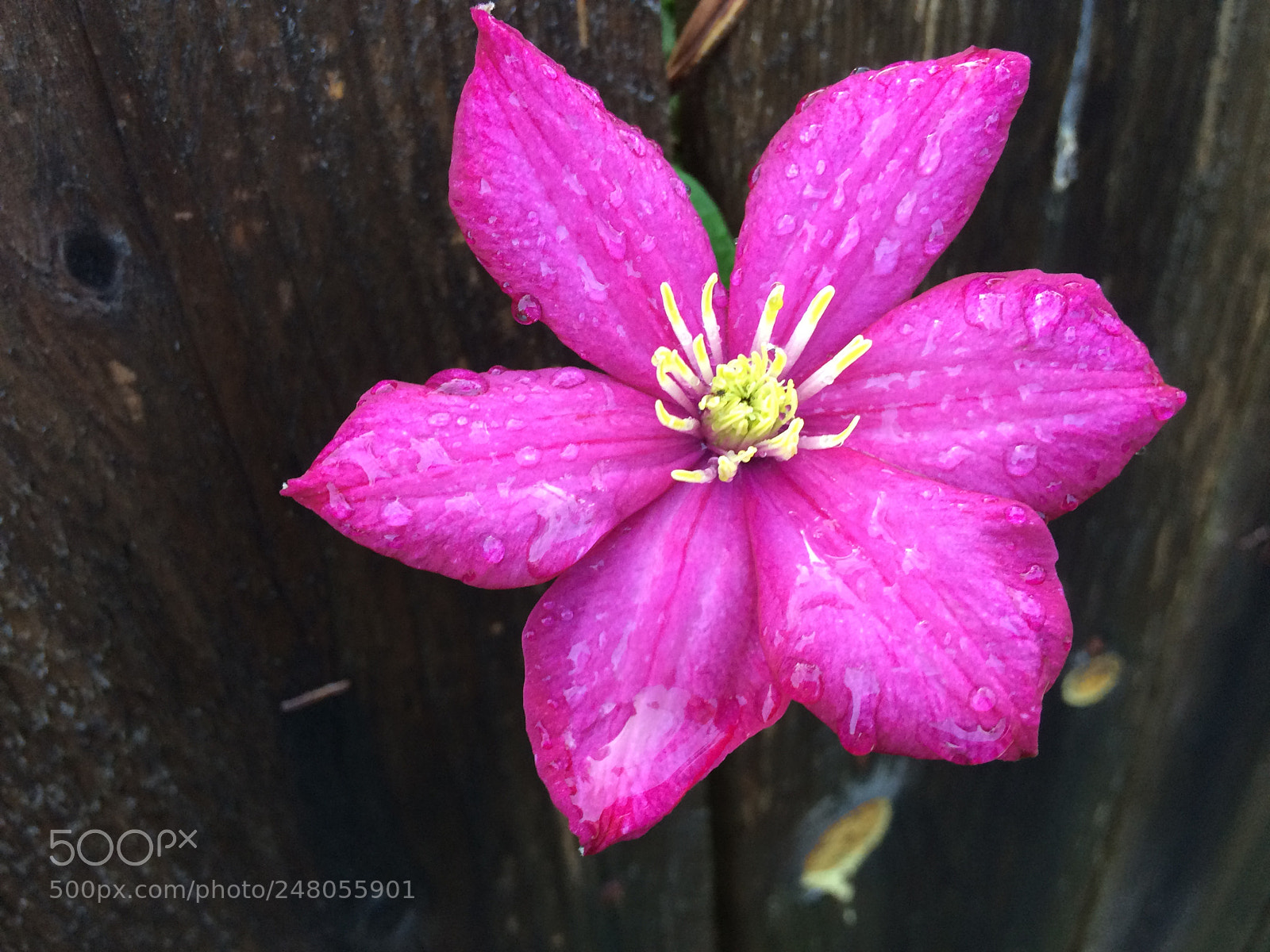 Apple iPhone 5s sample photo. Untitled photography
