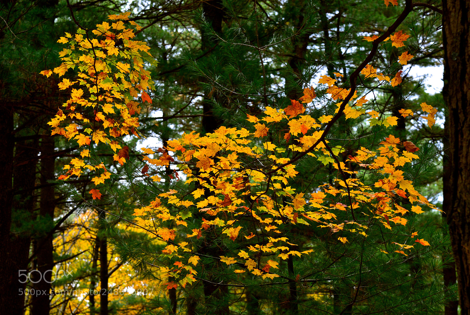 Nikon D600 sample photo. Maples and pines photography