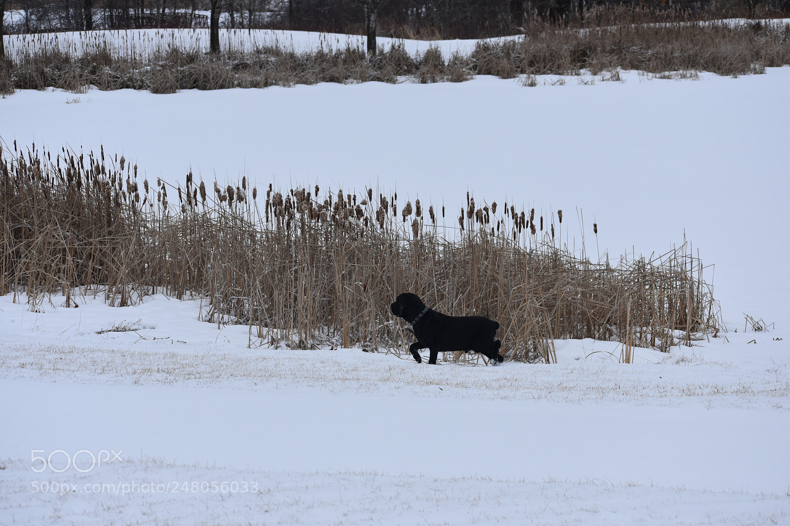 Nikon D3400 sample photo. Scouting the perimeter photography