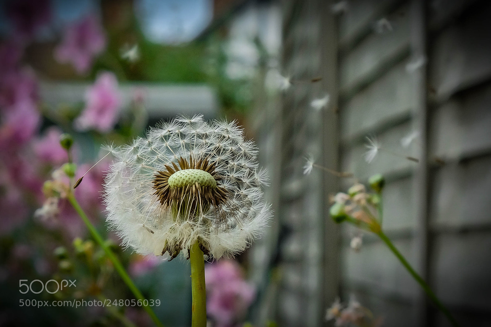 Fujifilm X-T2 sample photo. Blowin’ in the wind photography