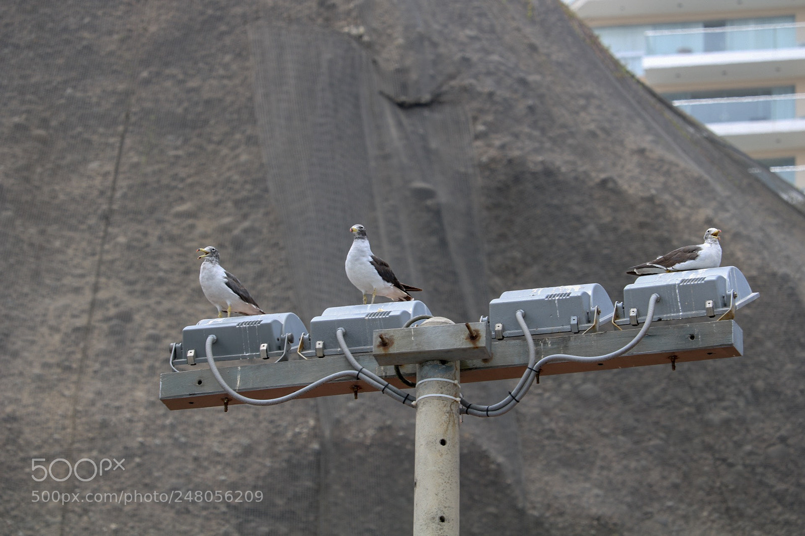 Canon EOS 750D (EOS Rebel T6i / EOS Kiss X8i) sample photo. Birds from lima photography