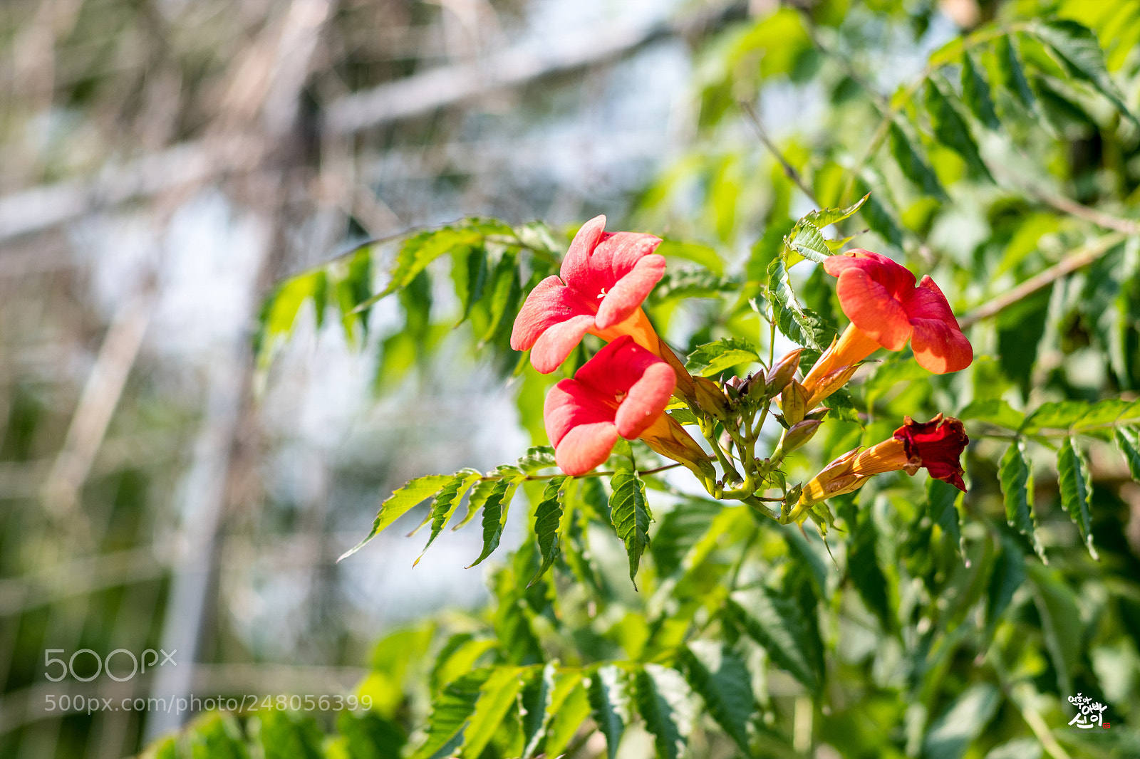 Fujifilm X-T2 sample photo. Chinese trumpet creeper photography