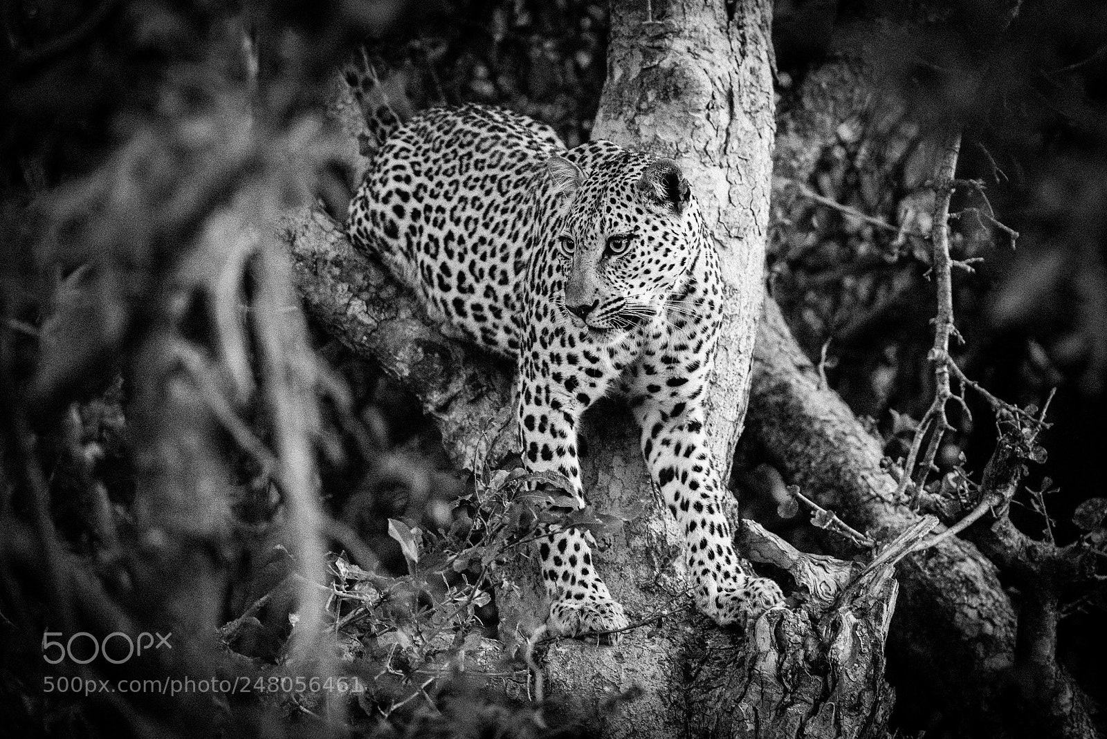 Nikon D810 sample photo. Wild beauty photography