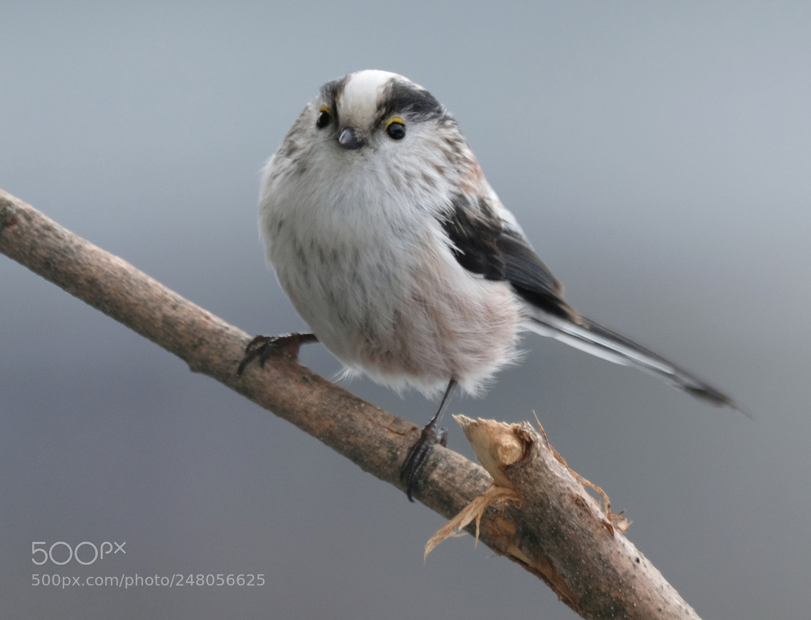 Fujifilm X-T2 sample photo. Tailed tit on branch photography