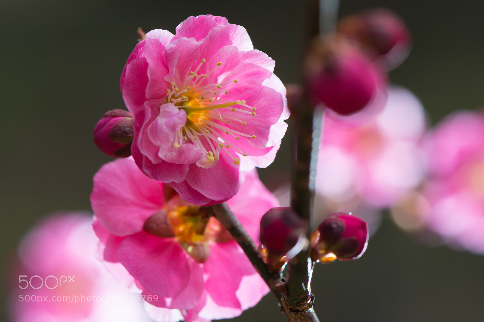 Nikon D7100 sample photo. Plum photography