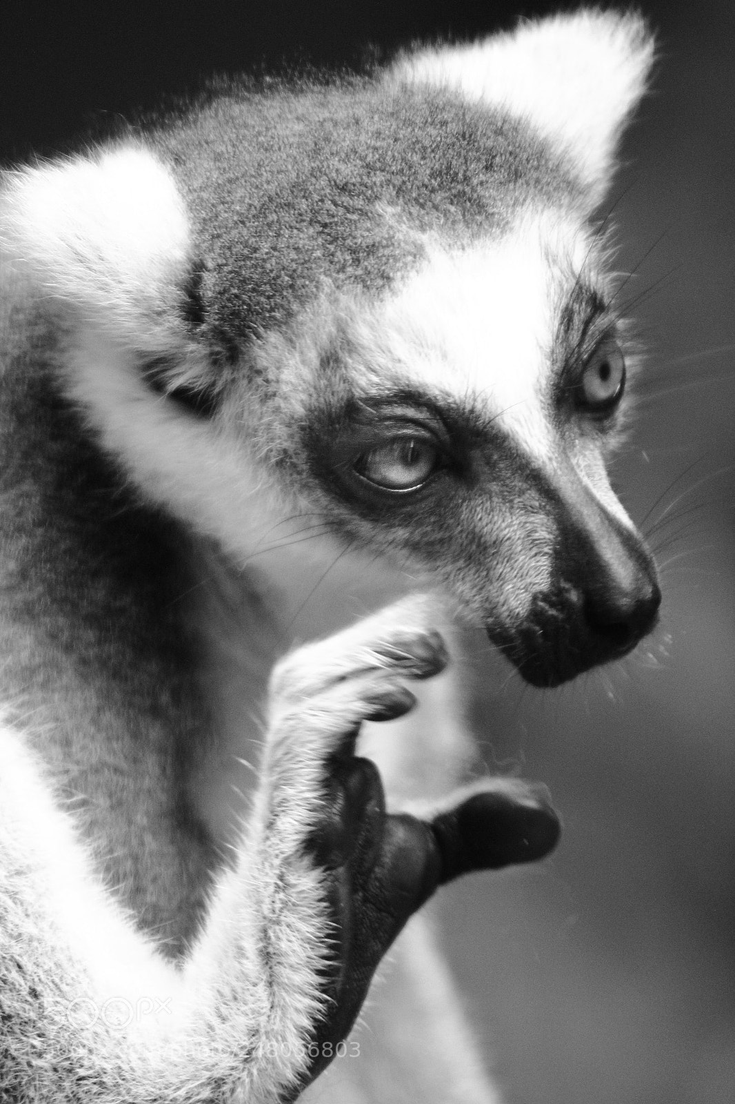 Canon EOS 550D (EOS Rebel T2i / EOS Kiss X4) sample photo. Indri babakoto lemurs photography