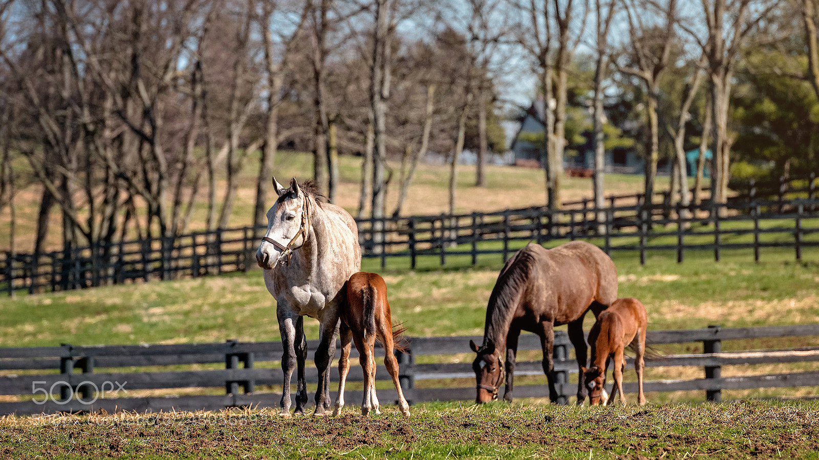 Nikon D850 sample photo. New crop of foals photography