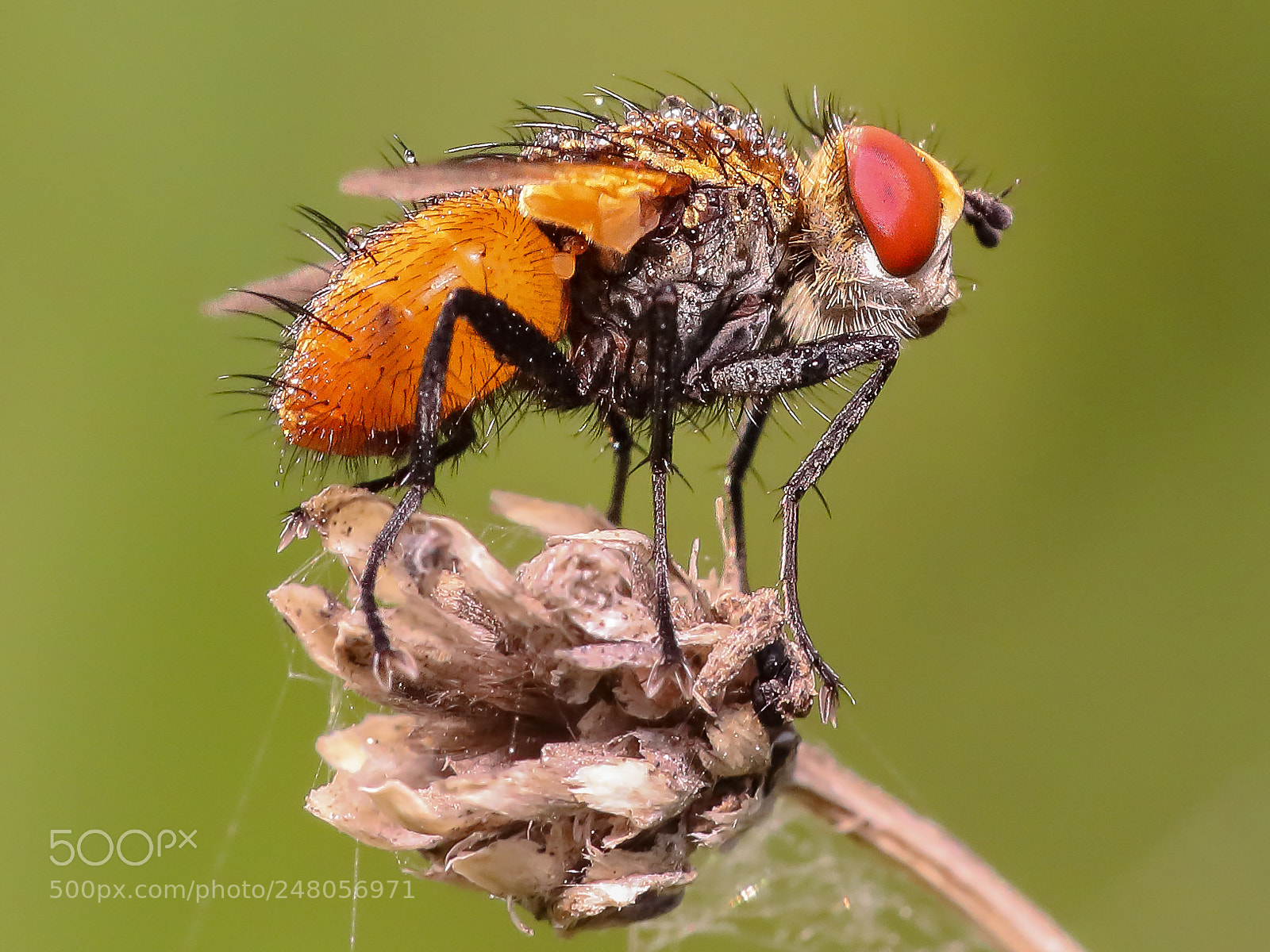 Canon EOS-1D X Mark II sample photo. Fly photography