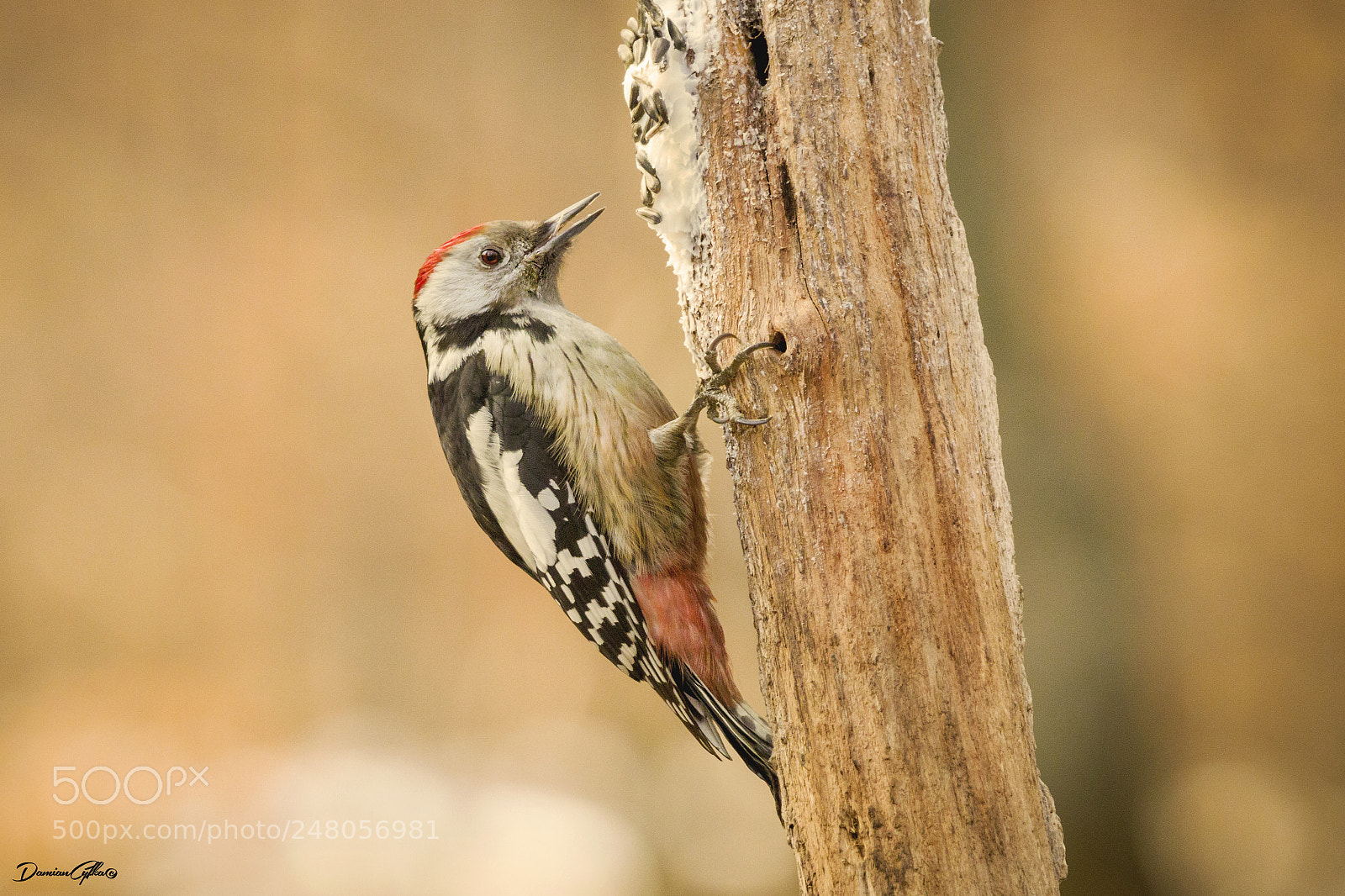 Canon EOS M5 sample photo. Middle spotted woodpecker dendrocoptes photography