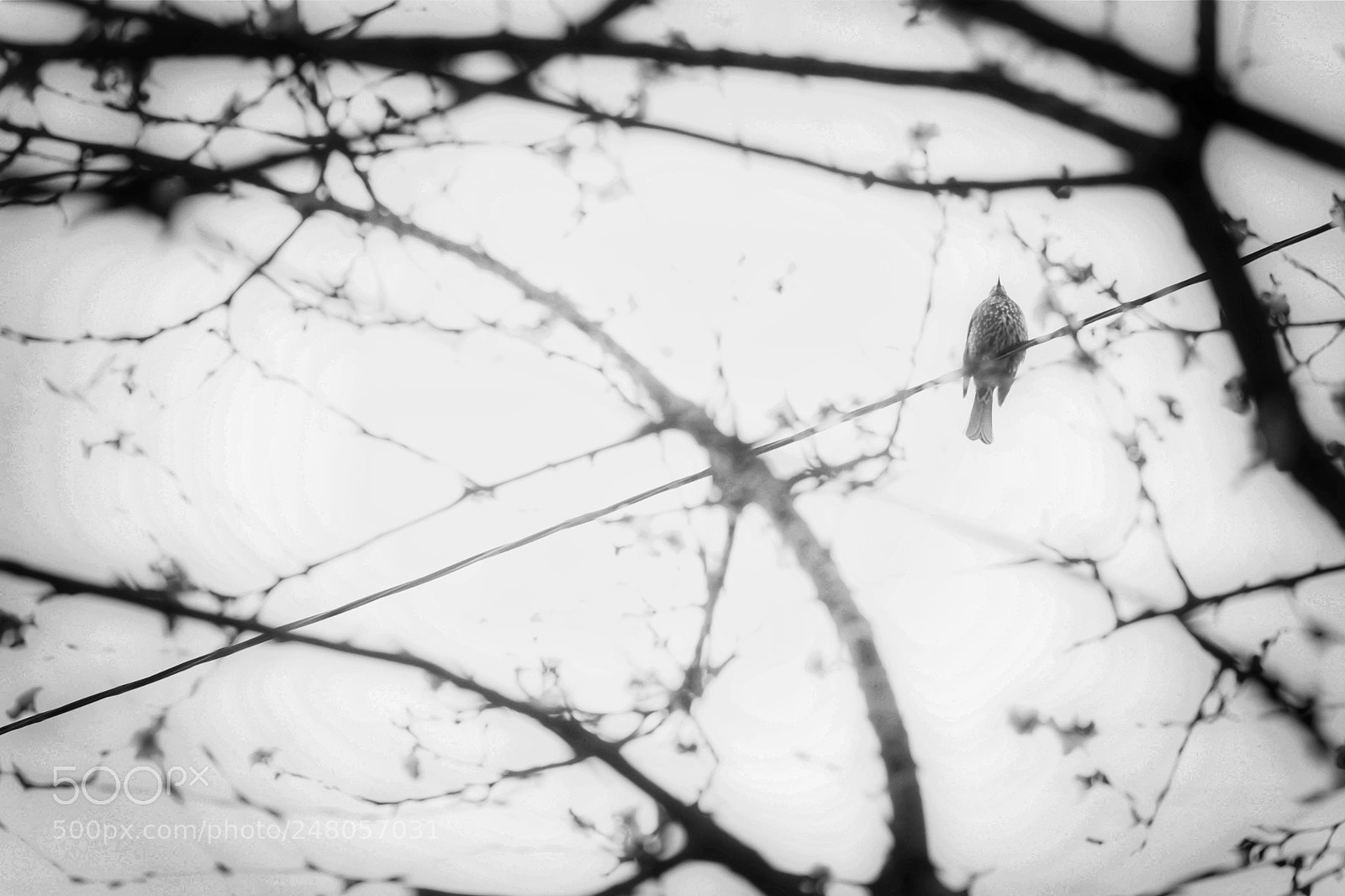 Fujifilm X-A1 sample photo. 鵯 photography