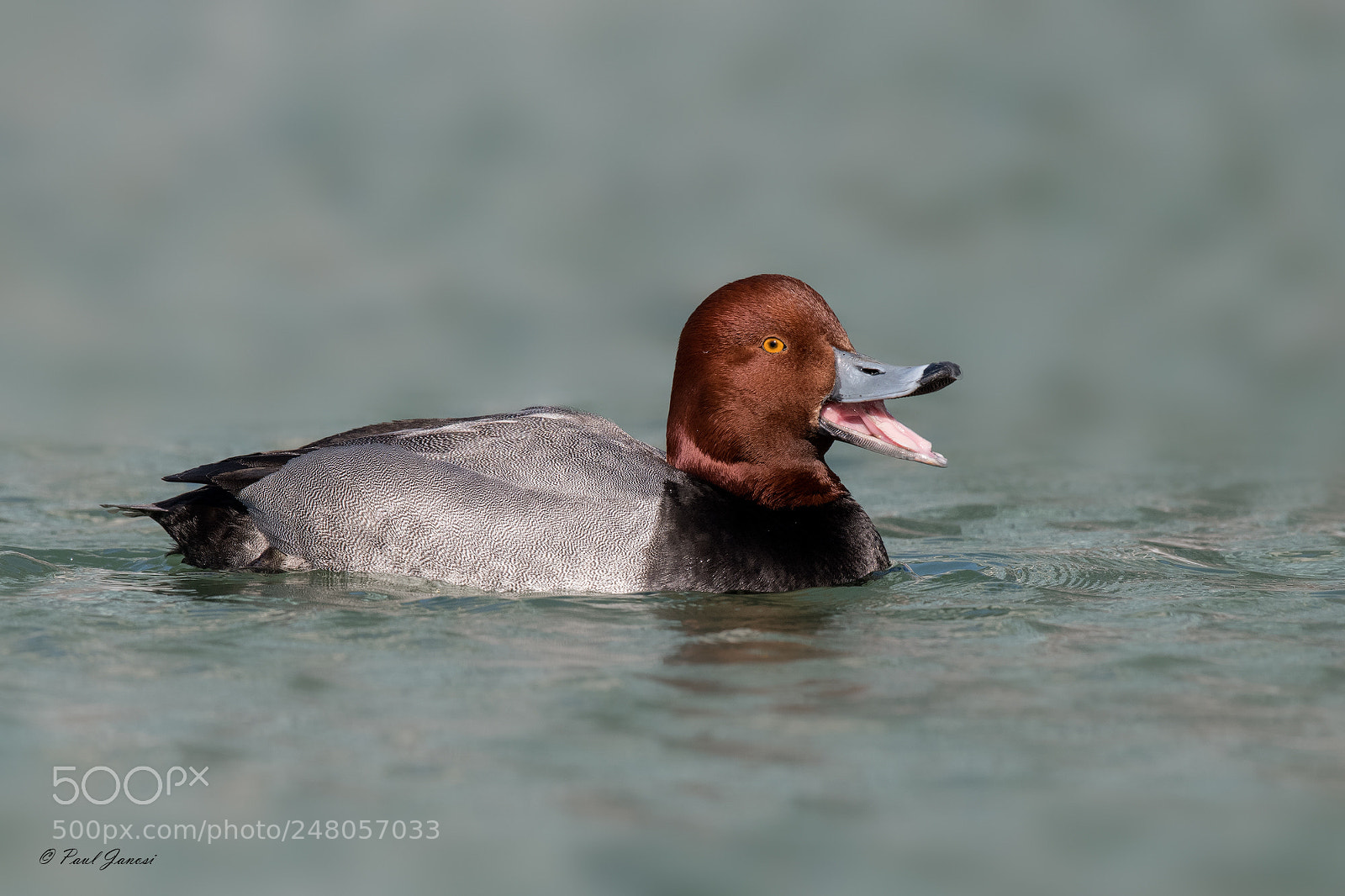 Nikon D850 sample photo. Redhead duck squawking photography