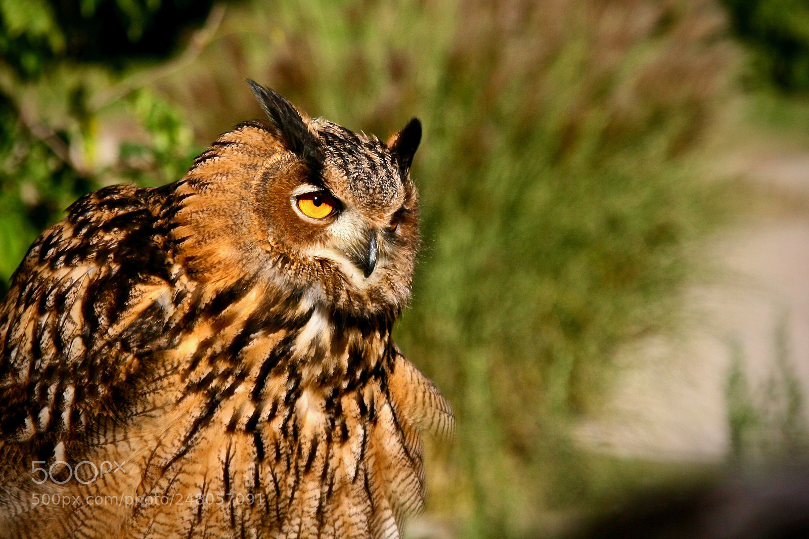 Canon EOS 400D (EOS Digital Rebel XTi / EOS Kiss Digital X) sample photo. Eagle owl photography