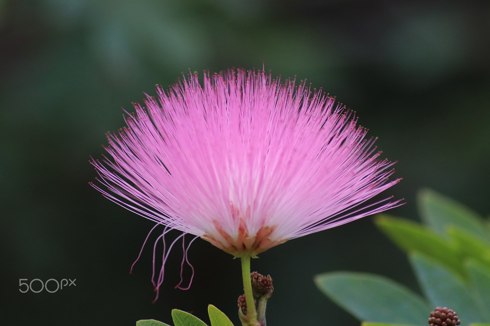 Canon EOS 77D (EOS 9000D / EOS 770D) sample photo. Pink! photography