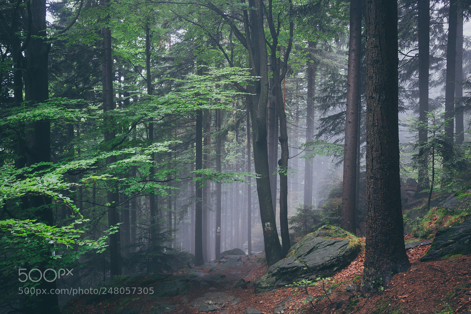 Canon EOS 60D sample photo. Foggy wood photography