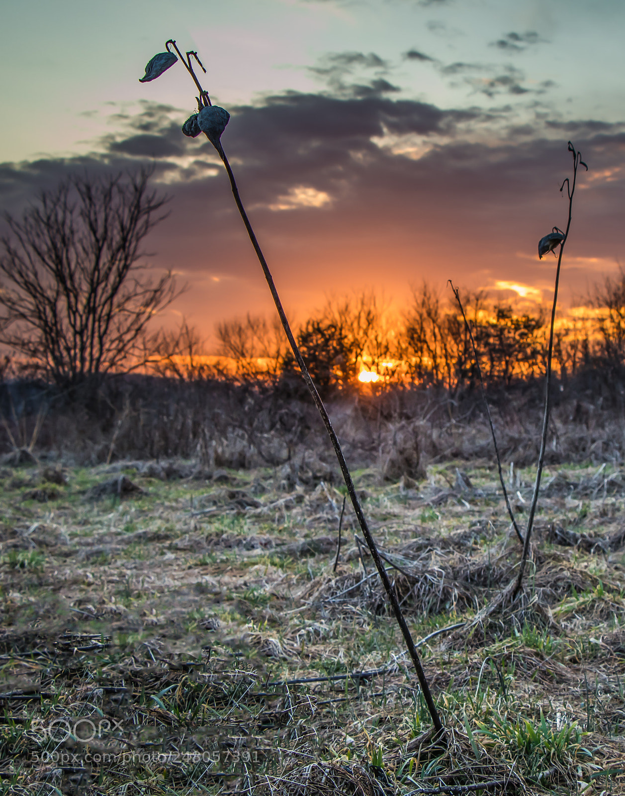 Canon EOS 80D sample photo. Sunset sentinels photography