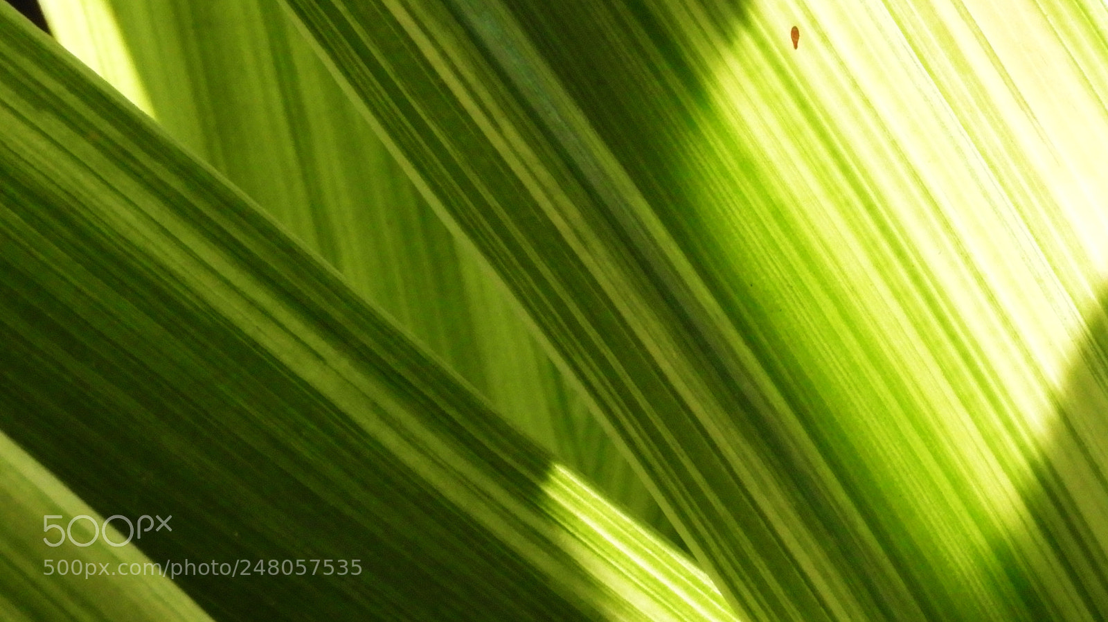 Nikon Coolpix B700 sample photo. The green diagonals!!! photography
