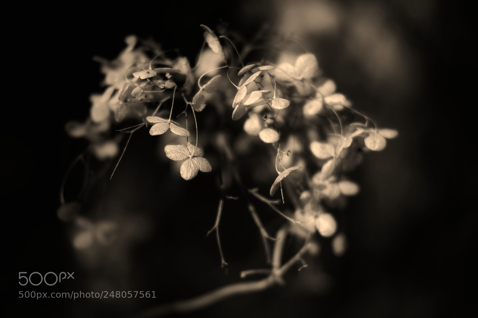 Fujifilm X-T1 sample photo. 紫陽花 photography