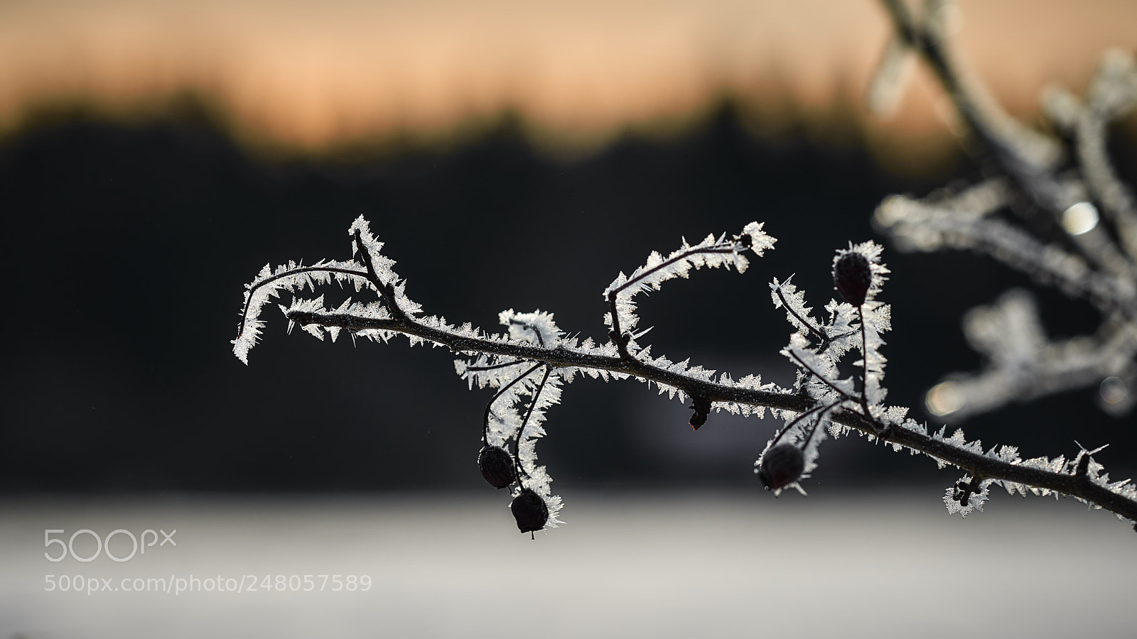 Nikon D800E sample photo. Icemania photography