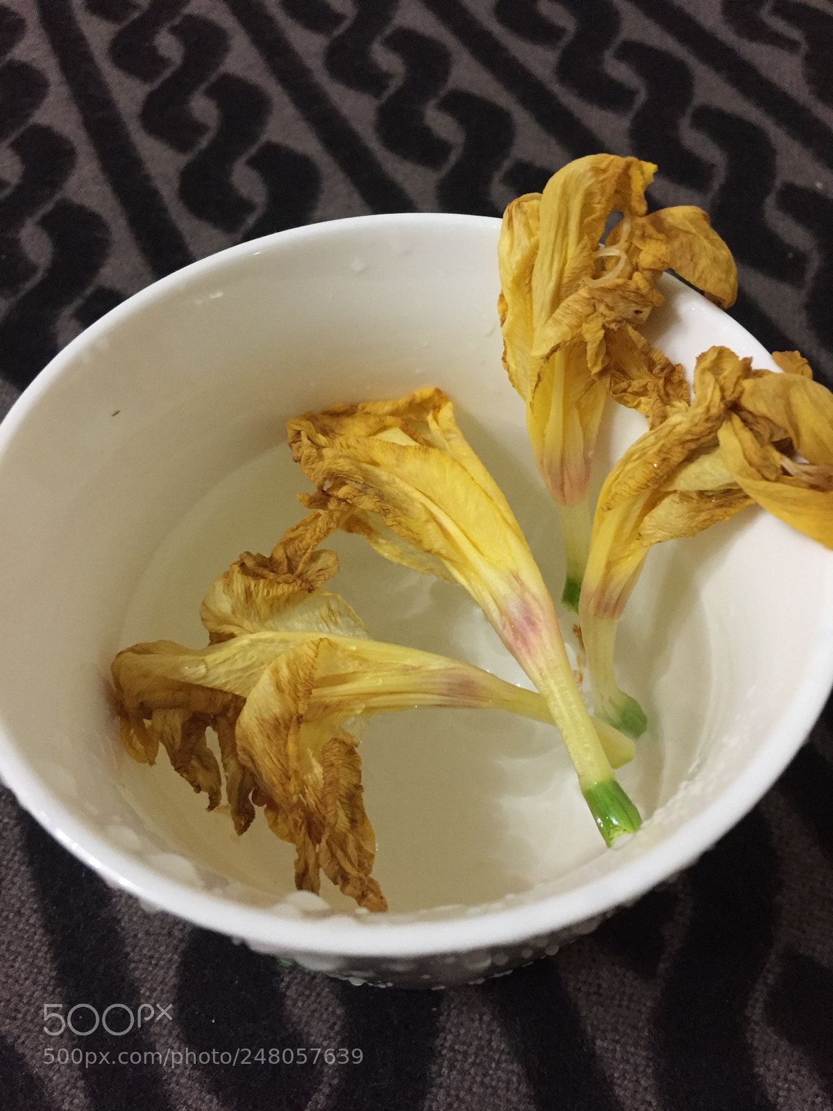 Apple iPhone 6 sample photo. 凋零亦有它的美 photography