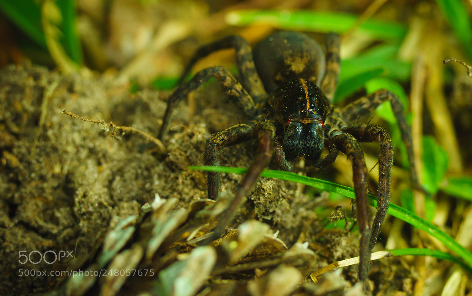 Sony SLT-A99V sample photo. The wolf spider photography