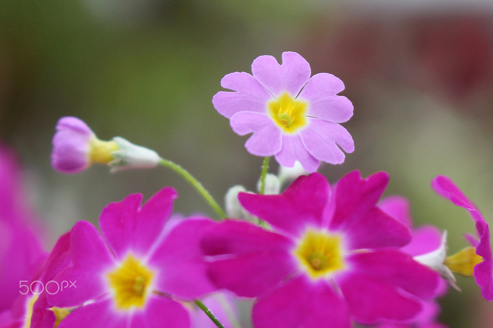 Canon EOS 100D (EOS Rebel SL1 / EOS Kiss X7) sample photo. Little primrose photography