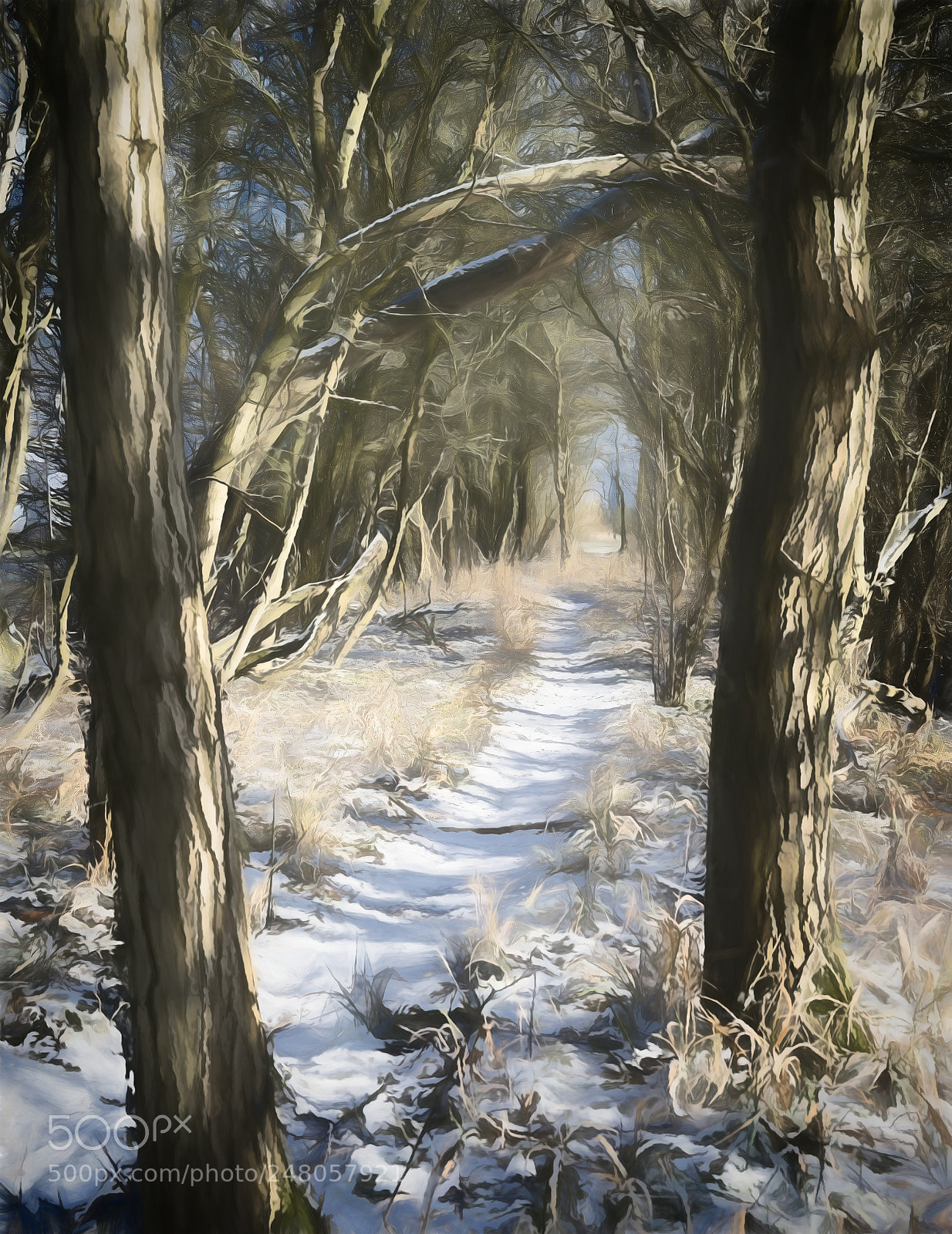 Sony a7R II sample photo. Winter paths photography