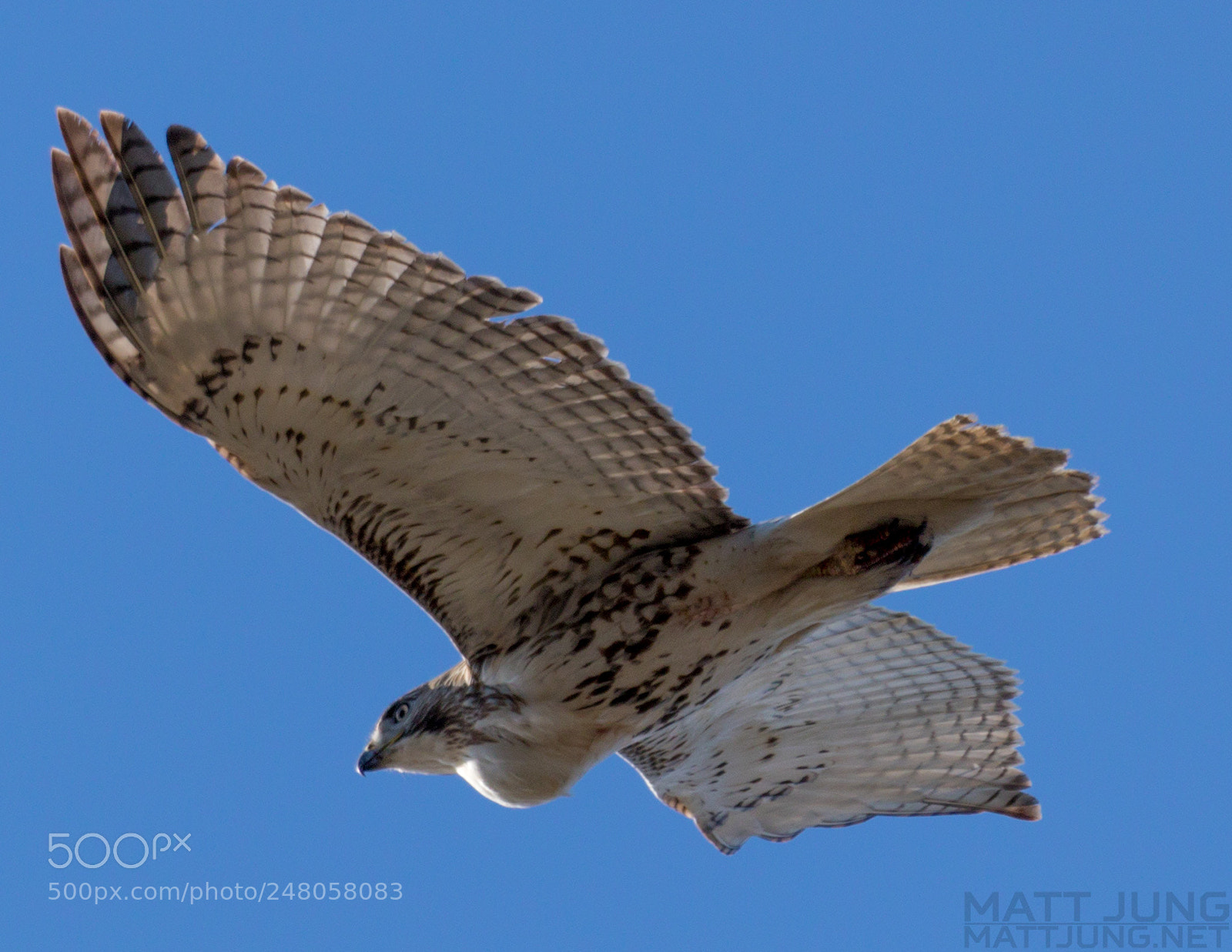 Canon EOS 800D (EOS Rebel T7i / EOS Kiss X9i) sample photo. Juvenile red-tailed hawk photography