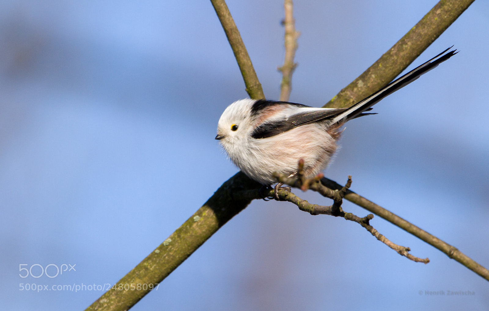 Canon EOS 7D sample photo. Long-tailed tit photography