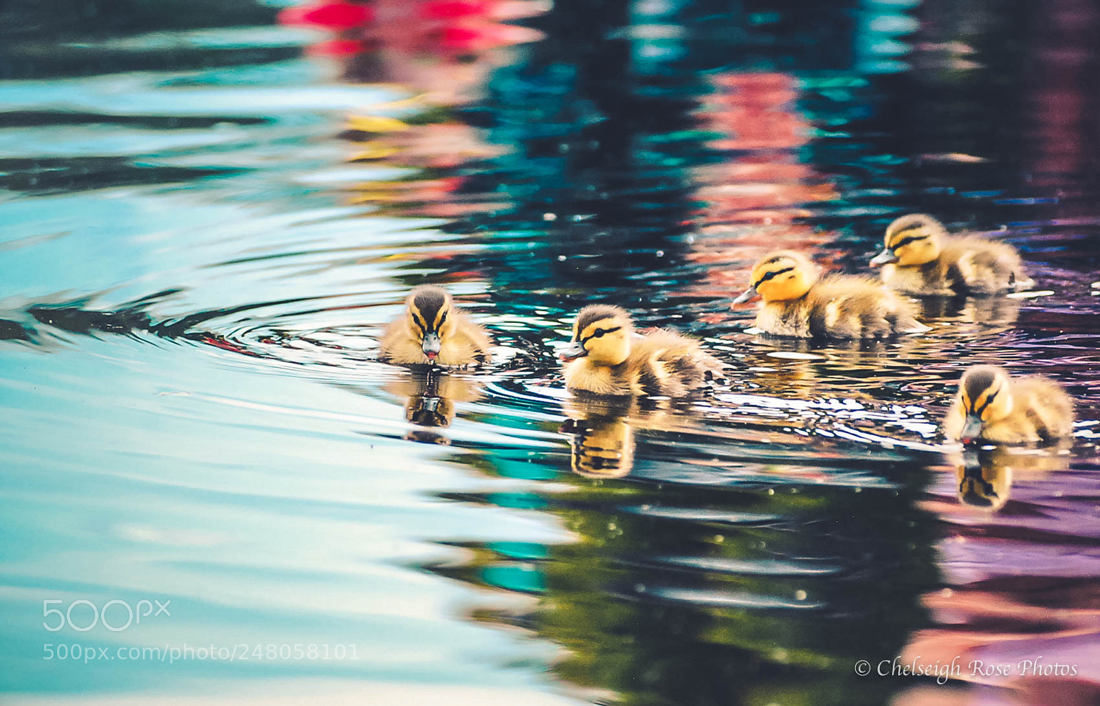 Nikon D80 sample photo. Ripple in still water photography